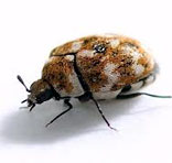 Carpet Beetle Control South Delhi