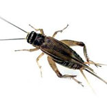 Crickets Control South Delhi