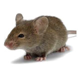 Rats Control South Delhi