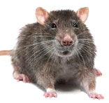 Rodent Control South Delhi