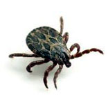 Ticks Control South Delhi